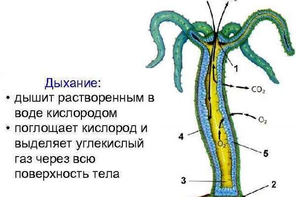 Кракен сайт krknwebs