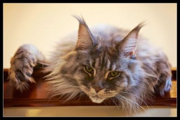 Кракен правила площадки