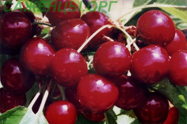 Кракен маркет даркнет тор